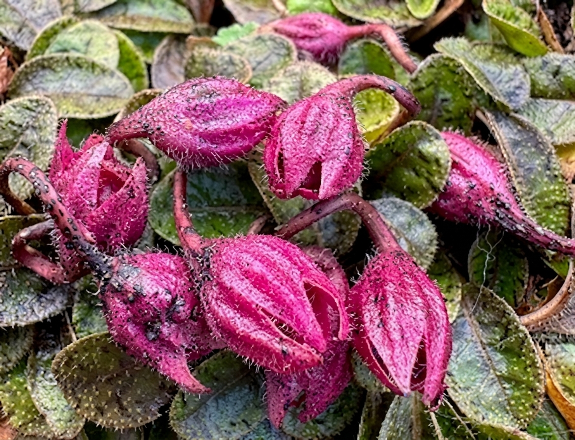 Mazus radicans